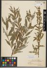 Foto von Salix alba L.